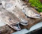 Scale back on hake and coley, seafood charity tells shoppers
