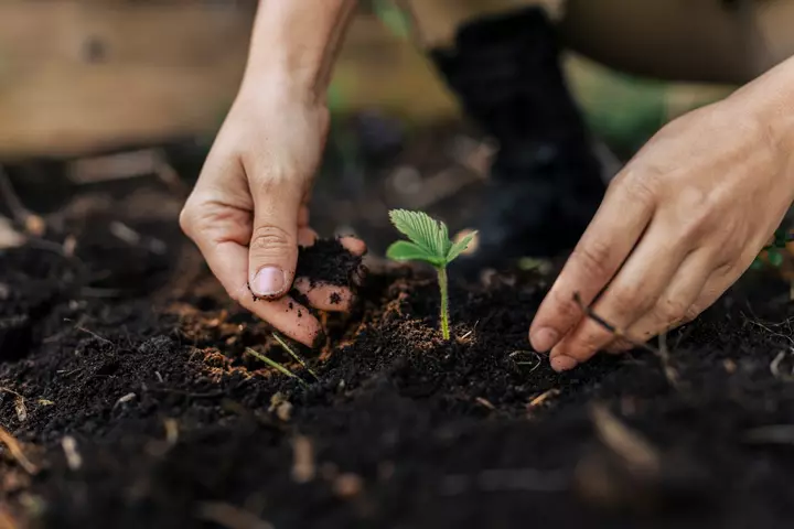 The World's New Agronomists are AI Agents 