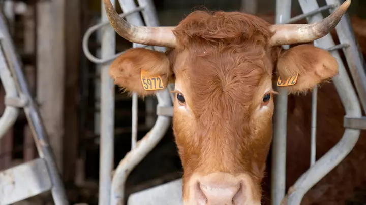 France reports first human case of Shamonda virus, but says there's no public health risk