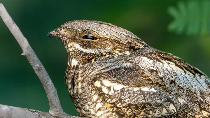 This bird flies thousands of miles, but its wings have a catch