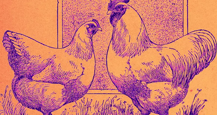 Why the Broiler Chicken Is the True Symbol of the Anthropocene