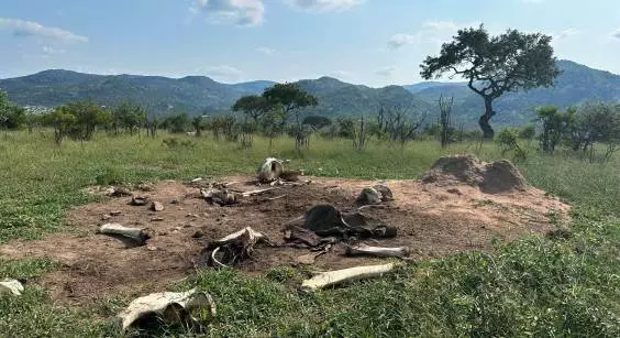 Elephants Engineer Their Ecosystems Even in Death