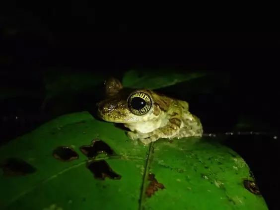 When Frog Eyes Are Like Fingerprints
