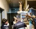 Victoria mülkiyyətində tapılan 700 dondurulmuş və taxidermiya edilmiş heyvan üçün kişi cərimələndi
