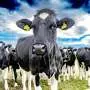 Report identifies investment priorities for low-emissions agriculture