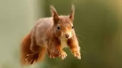 The British island where red squirrels are thriving
