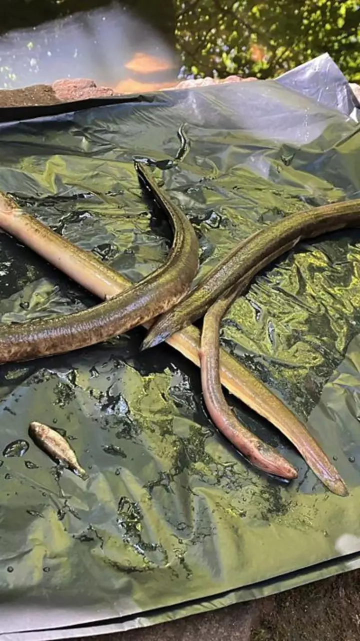 Industrial fire linked to fish and eels' deaths