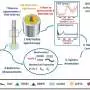 Light-based monitoring could improve quality checks for lab-grown replacement cartilage