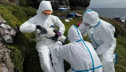 Wildlife Biologists Start Vaccinating Shy Albatrosses by Hand, Taking Aim at the Spread of Avian Flu in Tasmania