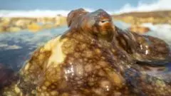 Blue Planet III: Moment octopus escapes death after hunt gone wrong
